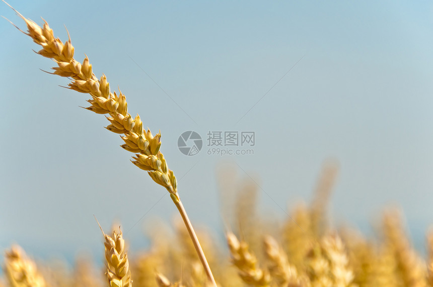 小麦三季曲子节日什锦饮食宏观谷物蓝色天空场地食物牛奶酒吧图片