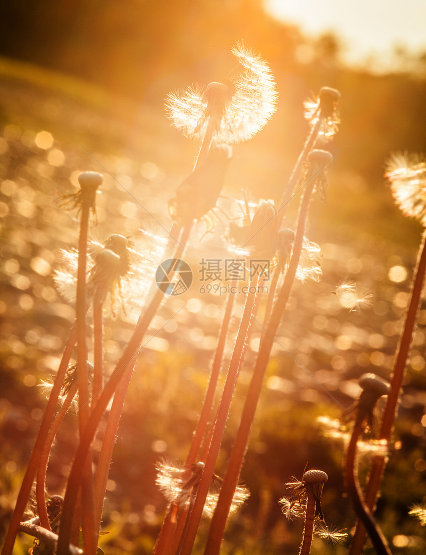 日落时的花朵季节家庭天空生活植物学阳光金子环境宏观草地图片