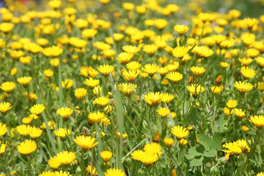 黄色花朵鲜花生长叶子花园花坛野花绿色环境草地图片