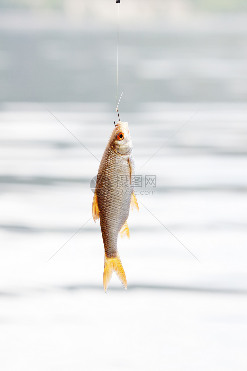 鱼挂在水底的钩子上假期生活溪流太阳淡水动物蟑螂渔夫低音钓鱼图片