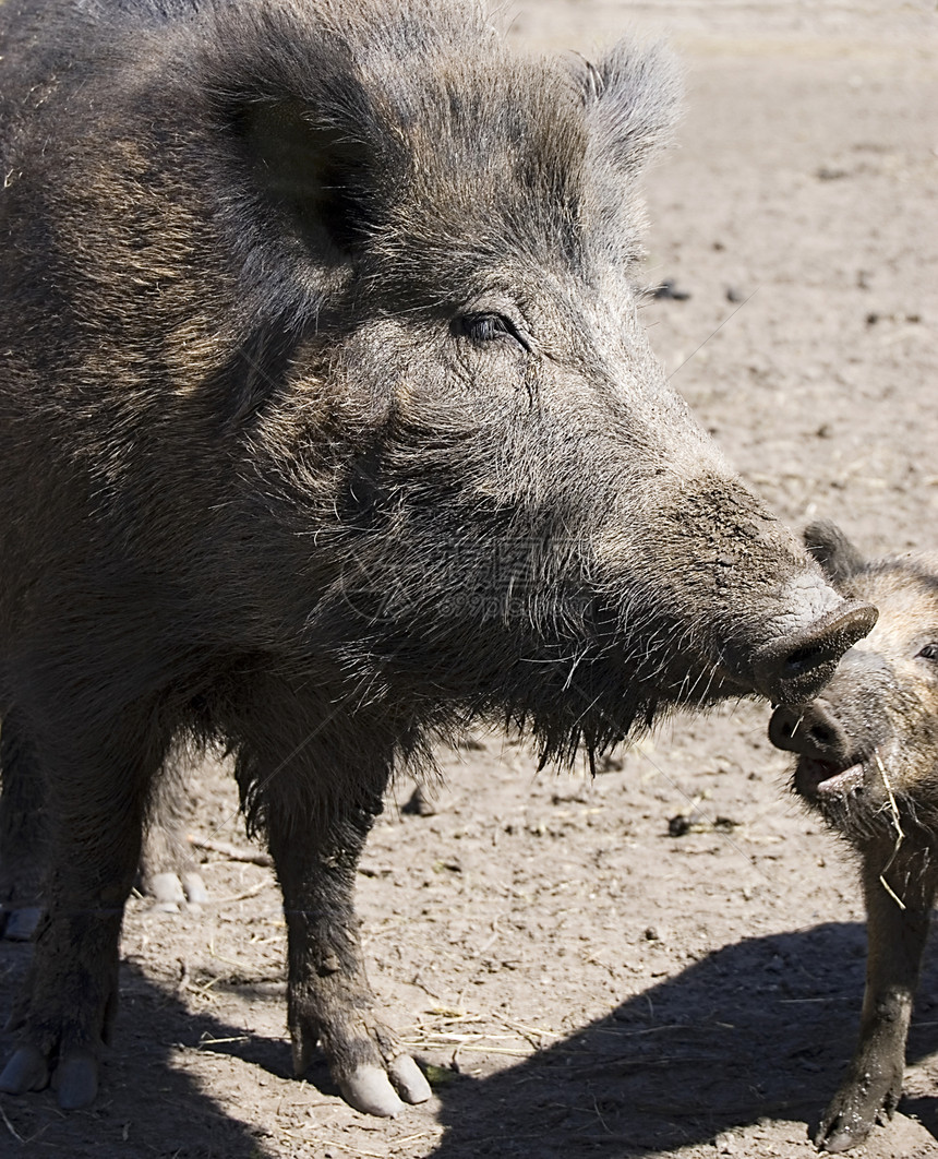 野野猪家庭公猪公园野生动物小猪荒野毛皮男性哺乳动物母亲猪肉图片