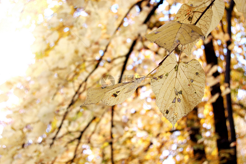 秋叶墙纸植物宏观金子枫叶季节环境叶子木头树叶图片