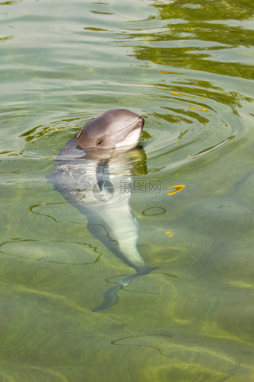 港湾鼠海豚或动物哺乳动物海洋灰色港口野生动物游泳蓝色绿色图片