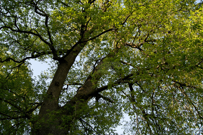 阳光照耀着树枝绿色绿色植物场地蓝色风景多云太阳农业草地森林图片