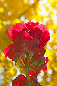 玫瑰花束婚礼红色宏观死亡黄色礼物悲伤衰变生日背景图片