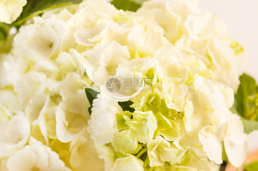 美丽的杂兰花叶子白色植物绣球花展示花瓣花头插花礼物花园图片