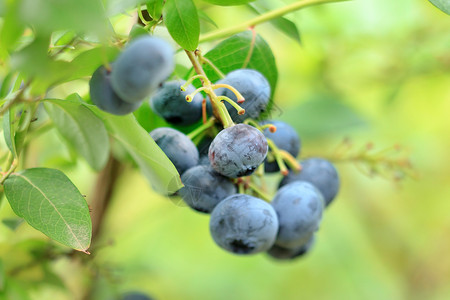 维生素原B5新鲜蓝莓水果蓝色小吃照片收成衬套维生素植物生产浆果背景