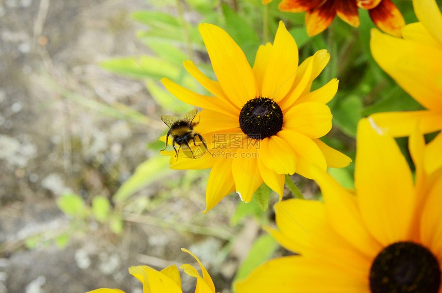 鲁德贝克花朵上的蜜蜂生长花瓣黄色漏洞植物群花园叶子翅膀植被昆虫图片