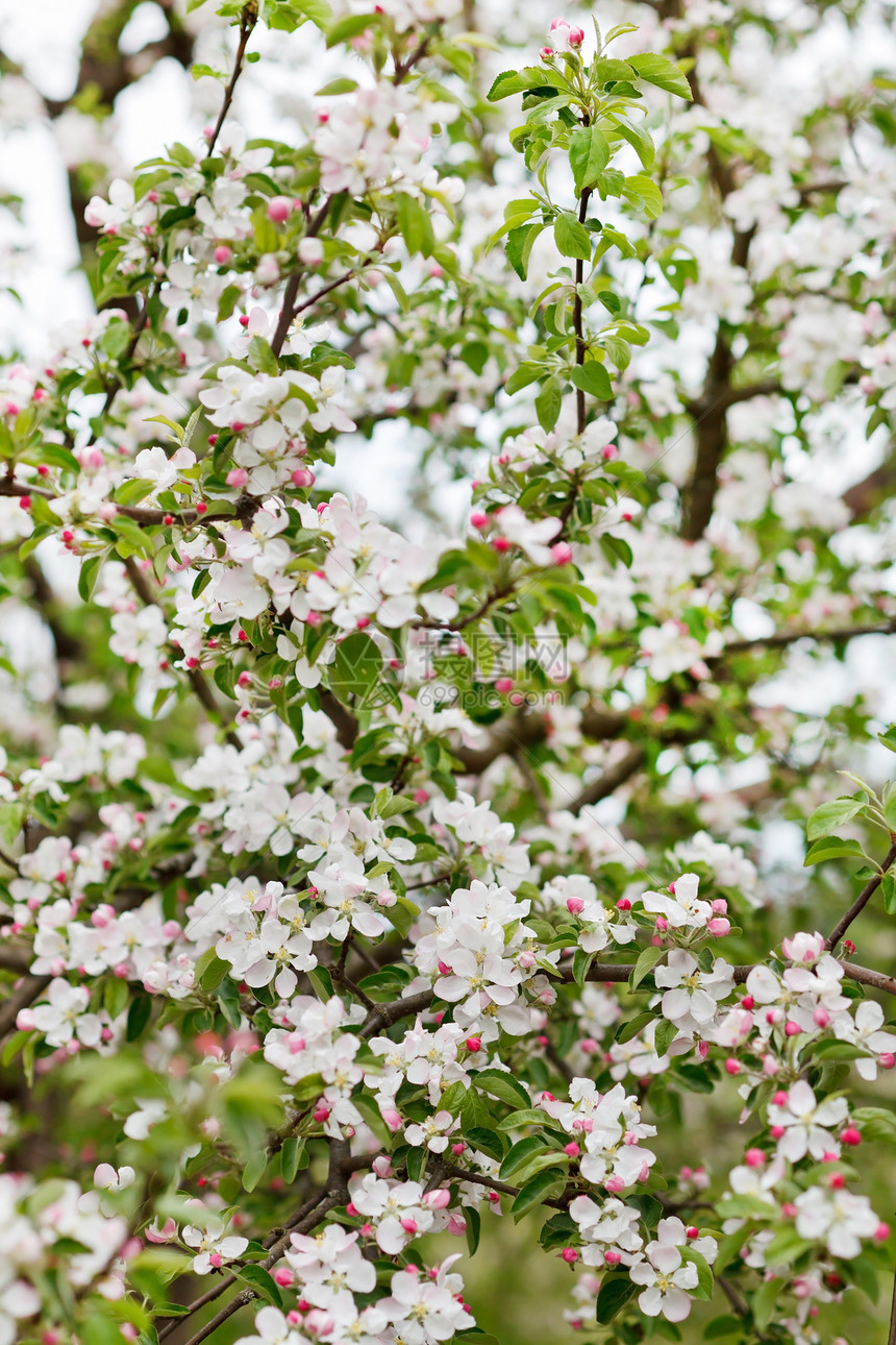 粉红苹果花花绿色公园季节植物生长李子花园植物群白色宏观图片