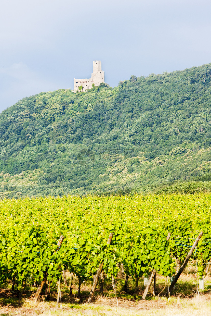 法国阿尔萨斯Ortenbourg城堡葡萄园栽培乡村葡萄园建筑物废墟建筑外观世界旅行城堡图片