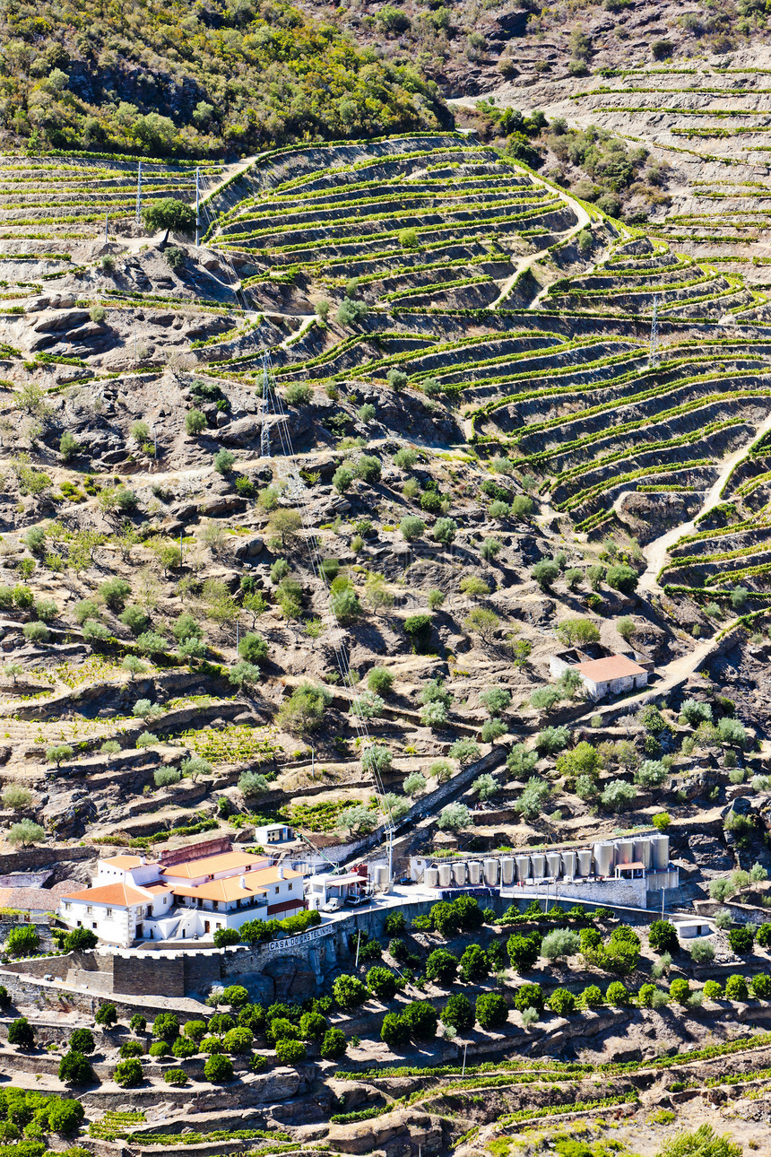 葡萄牙杜罗谷的葡萄树世界遗产世界植物葡萄园国家建筑栽培植物群农业酒业图片