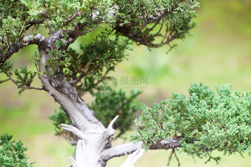 在一个植物园中美丽的柔和的长袍植物群生长植物花园松树矮人制品盆栽陶器陶瓷图片