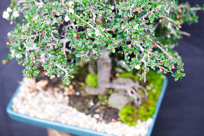 在一个植物园中美丽的盆子园艺松树矮人树干生长盆栽植物学花园叶子陶瓷图片