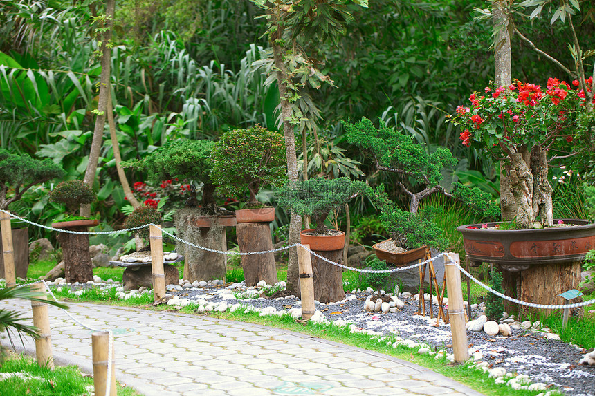 在一个植物园中展出矮人盆栽叶子土壤生长植物群制品爱好植物学园艺图片