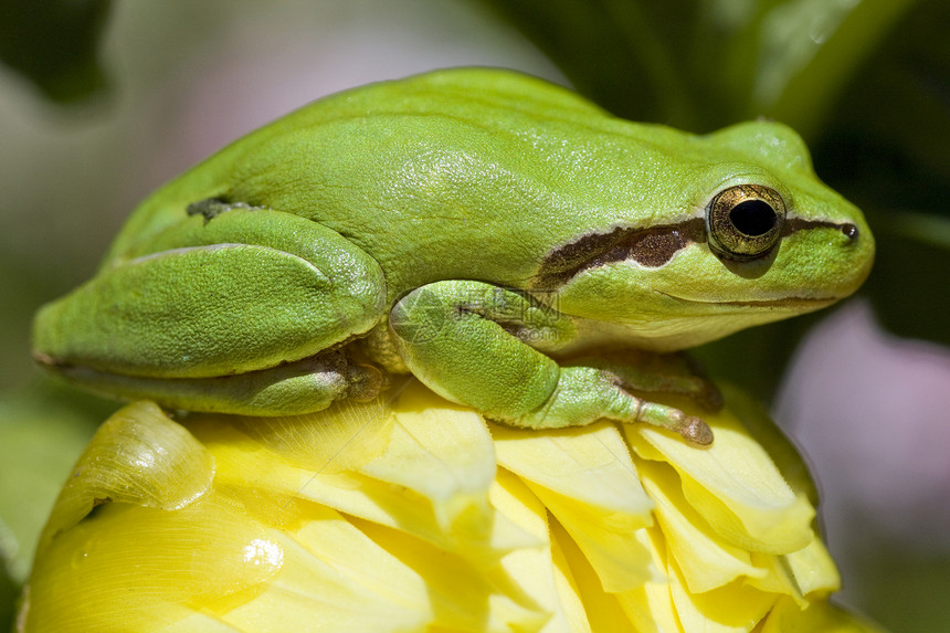 欧洲树青蛙野生动物生物学乔木身体异国雨蛙动物群热带环境生物图片