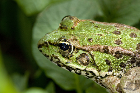 共同水青蛙青蛙眼睛动物绿色荒野植被活力池塘野生动物生物学湿的高清图片素材