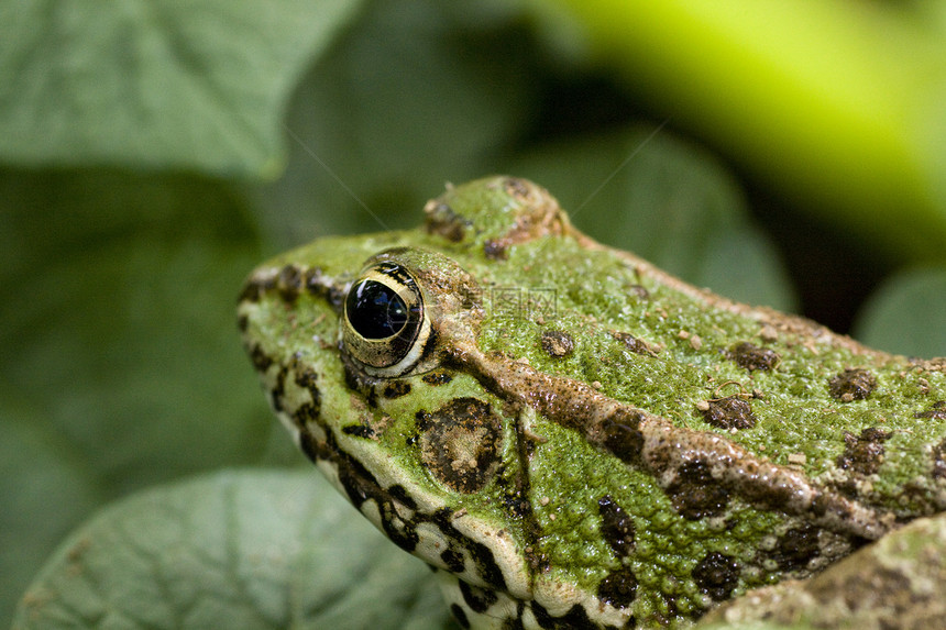 共同水青蛙环境活力绿色动物眼睛植被池塘野生动物宏观青蛙