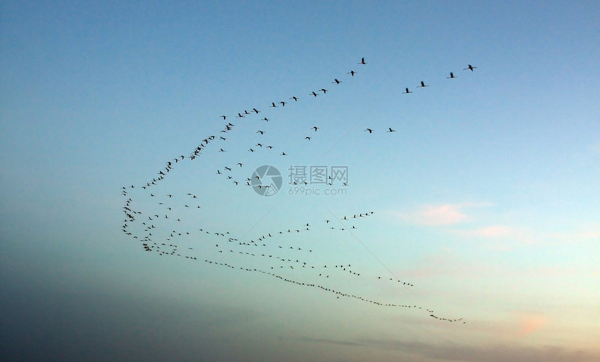 日落时移徙飞行野生动物团体天空航班美丽鸟类家庭移民路线图片