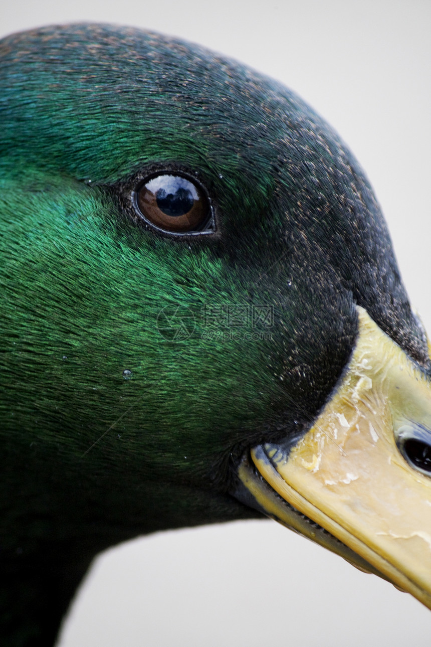 野鸭羽毛动物鸭子飞沫绿色荒野野生动物水池眼睛图片