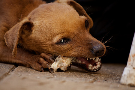 吃骨头的狗狗咬骨头的狗狗背景