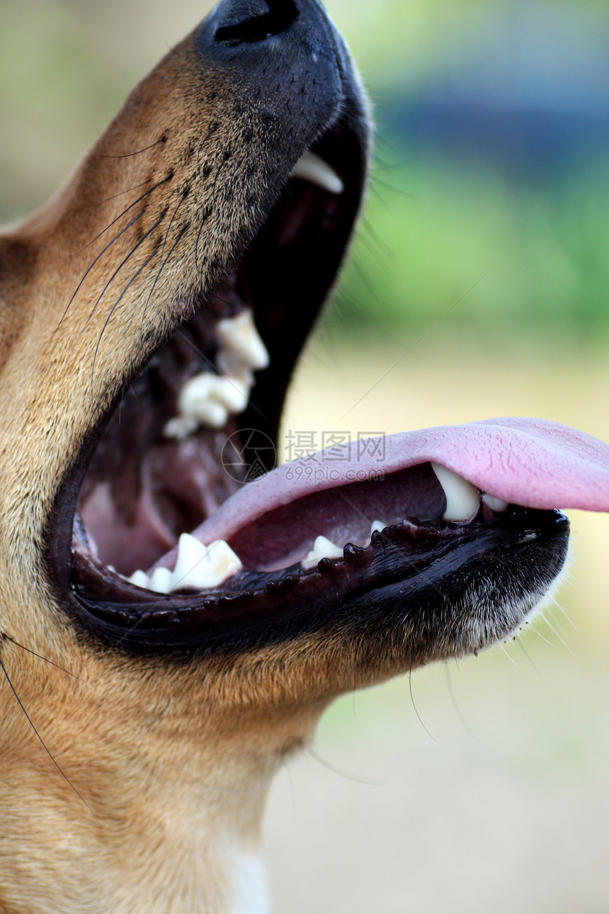 狗的张嘴图片