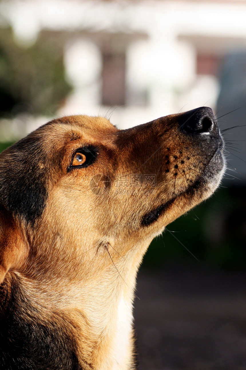 狗头碎石小狗注意力犬类笨蛋悲哀宠物培训师棕色命令图片