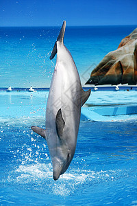 海豚跳跃蓝色的招待高清图片