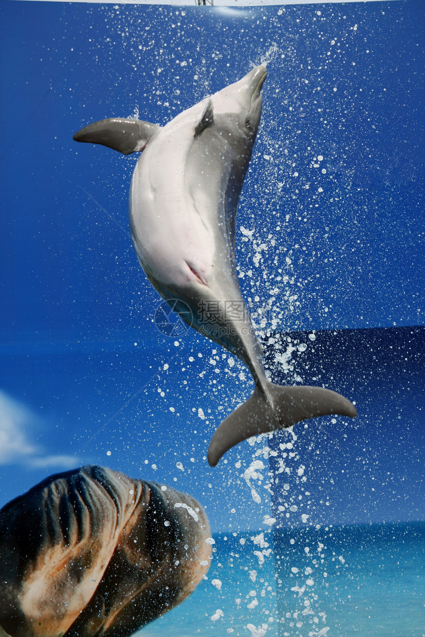海豚跳跃游泳者游戏潜水公园水池游泳乐趣生物动物力量图片