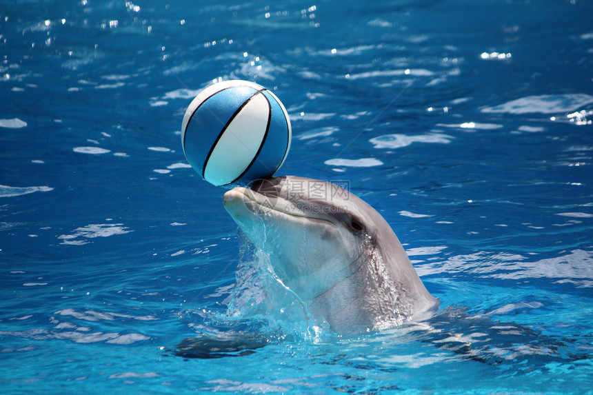 带球的海豚哺乳动物乐园动物鼻子展示平衡公园演员图片