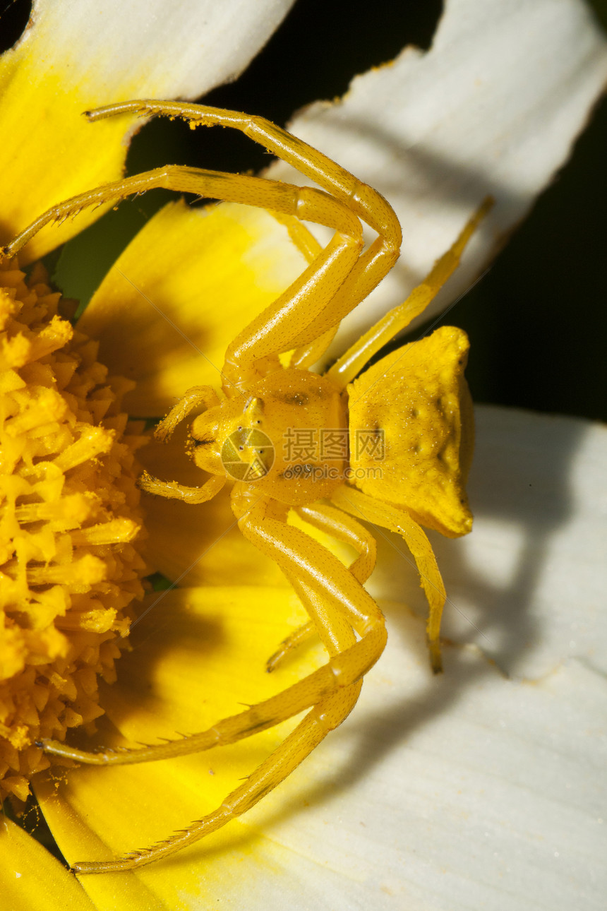 黄螃蟹蜘蛛Thomisus负担蛛形植物野生动物动物群叶子漏洞黄色蜘蛛雏菊螃蟹图片