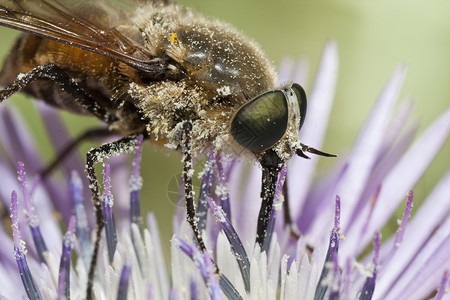 原苯基主要尖嘴翅膀眼睛蜜蜂蚕科昆虫双翅目黄色野生动物宏观背景图片