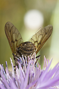 原苯基主要宏观眼睛天线昆虫双翅目野生动物蜜蜂蚕科黄色尖嘴背景图片