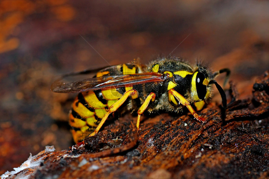 欧洲黄蜂疼痛天线昆虫条纹黑色动物休息荒野宏观危险图片