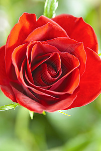 红玫瑰植物礼物纪念日展示生日周年玫瑰花园宏观植物群背景图片