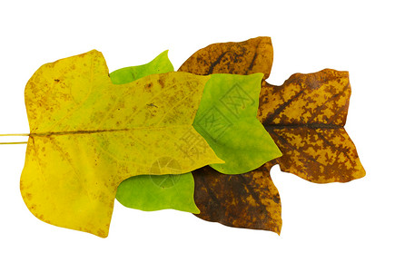 绿色黄色树叶秋季成份的郁金树假背景