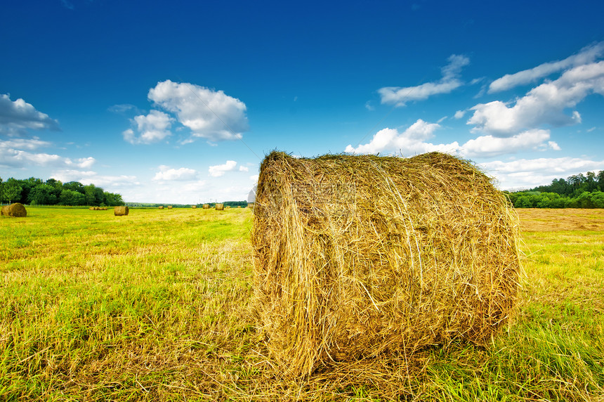 Haystack 集合在战场上图片