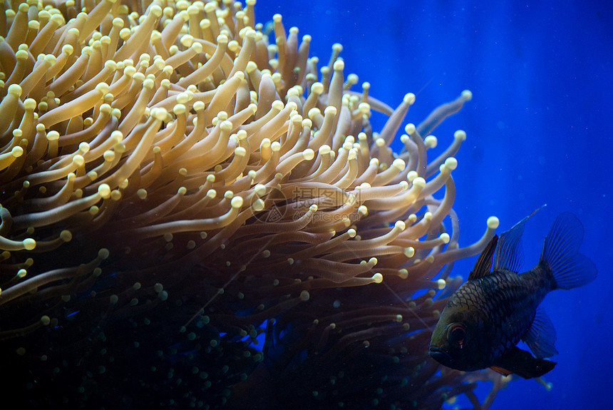 珊瑚荒野潜水员呼吸管潜水盐水动物生活海洋爱好旅行图片