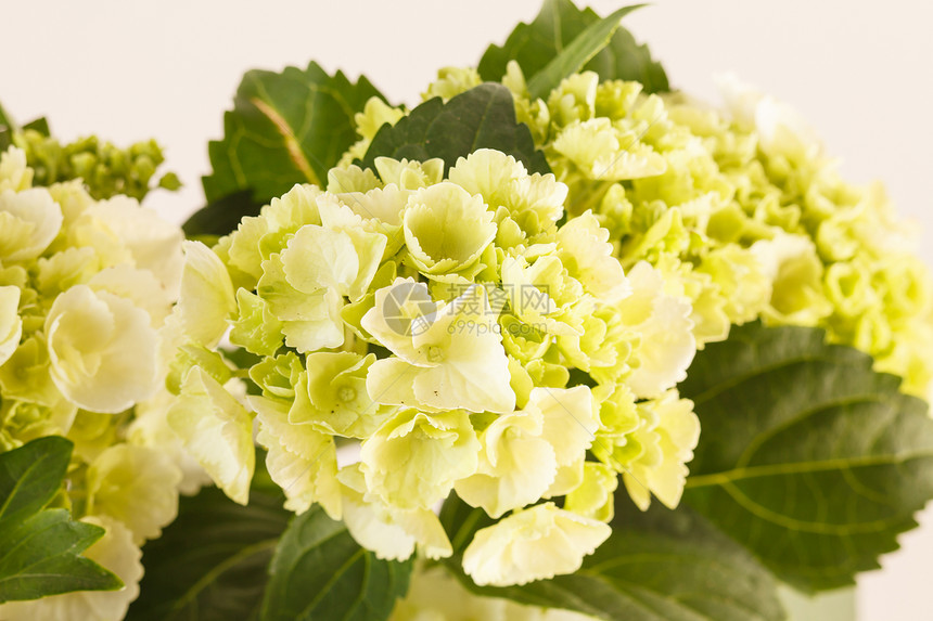 美丽的杂兰花绿色叶子礼物花瓣花头展示绣球花花园白色插花图片