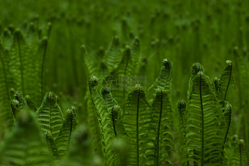 费尔背景背景叶子环境荒野花园植物群植物学生态生物学热带蕨类图片