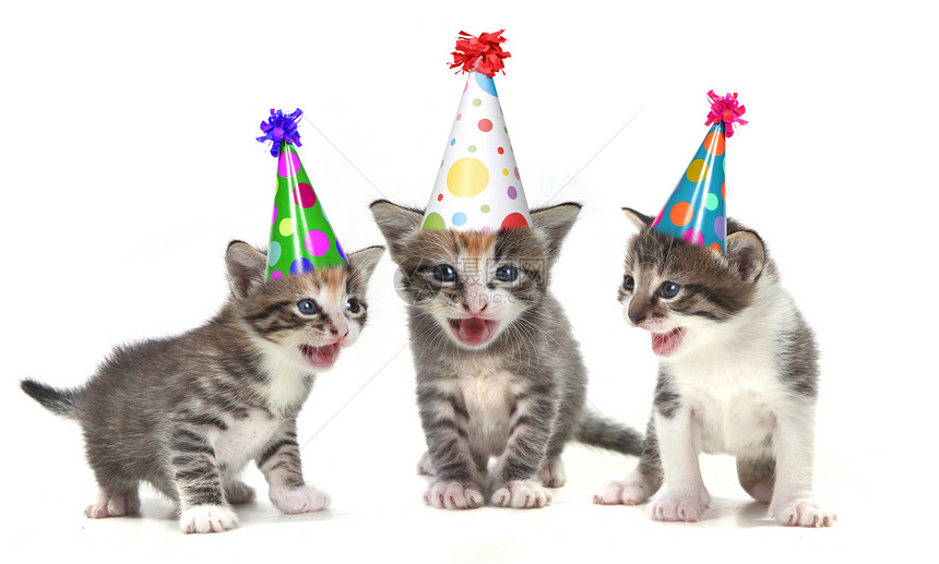 白背景的生日歌曲歌唱幼童猫咪尾巴动物工作室帽子小猫派对哺乳动物气球胡须图片