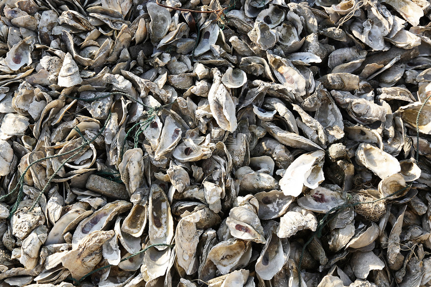 牡蛎贝壳珍珠海洋杂货脆弱性茶点商业香味奢华午餐美食图片