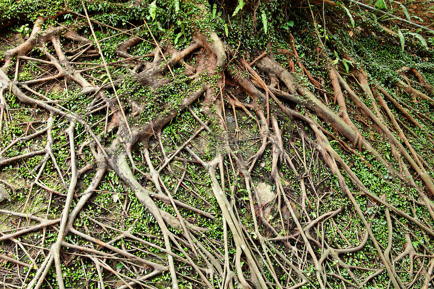 树根植物环境森林生态土壤园艺花园岩石木头纠纷图片