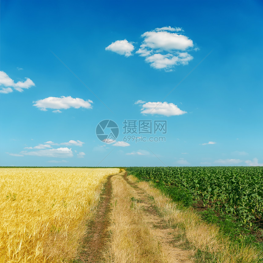 蓝色天空下金色与绿地之间的肮脏道路图片