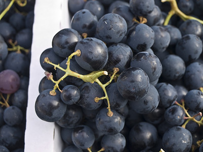 蓝葡萄酿酒师小吃栽培收成食物水果高清图片