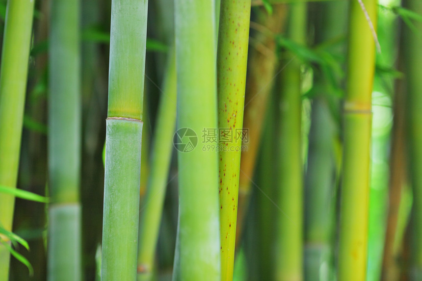 竹子场景植物文化生活丛林花园森林热带生长环境图片