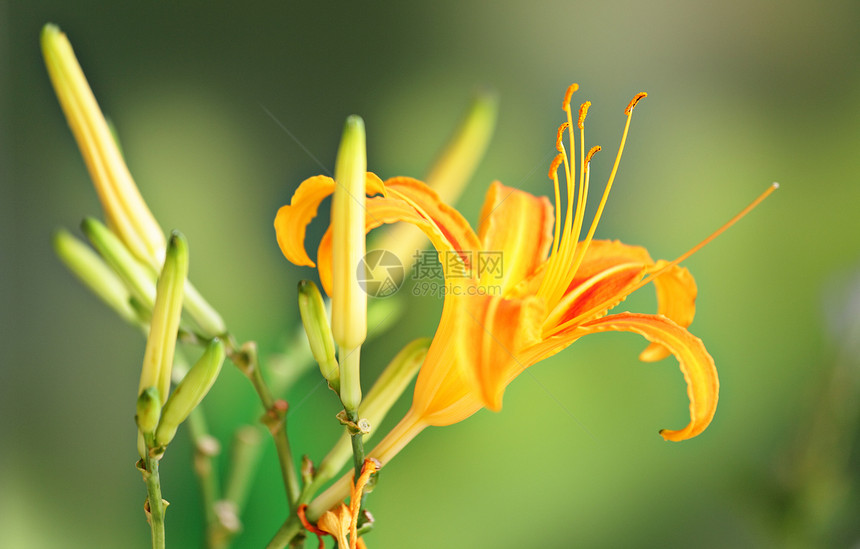 橙色花朵萱草花园植物学园艺百合美丽生长植物橙子花粉图片
