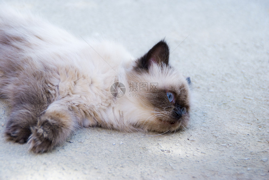 喜马拉雅山波斯猫好奇心耳朵眼睛说谎猫咪造型生活享受荒野情绪图片