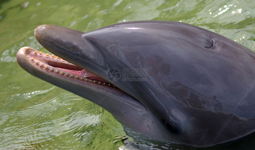 海豚的快乐面容图片