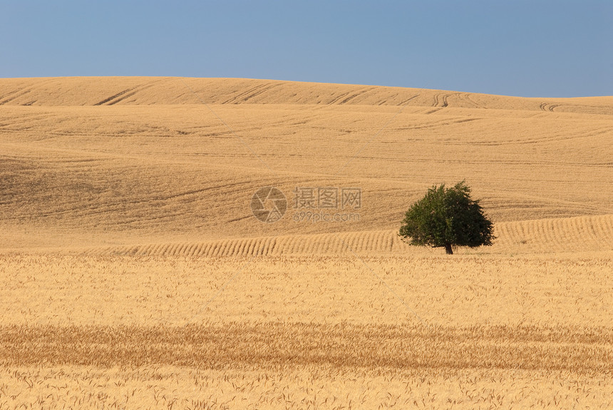 美国华盛顿惠特曼县孤树和小麦田图片