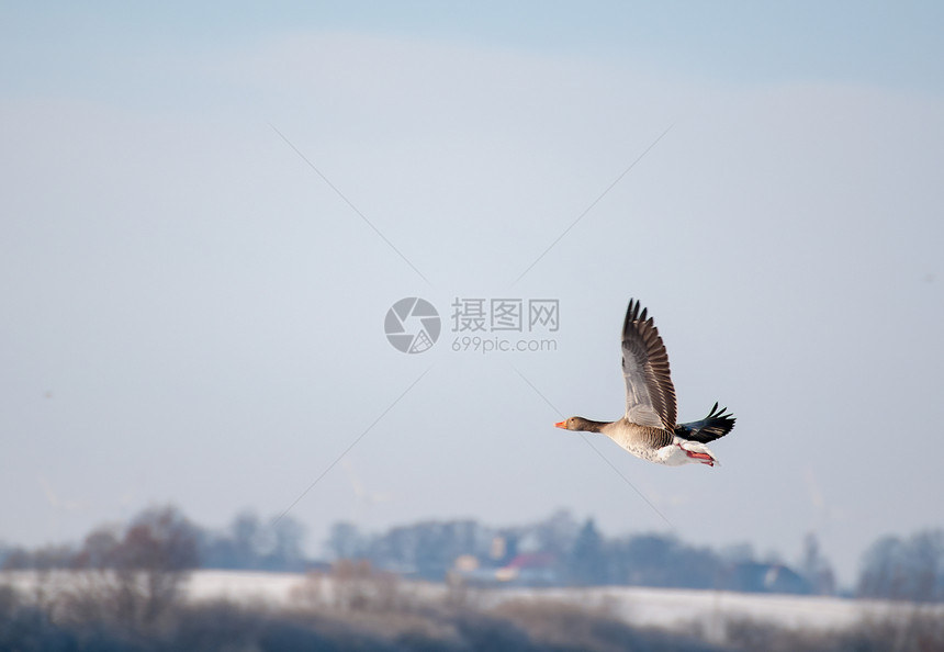 鹅观鸟荒野灰滞白色动物航班野生动物动物群水禽图片